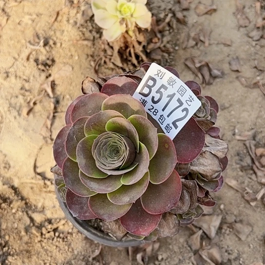 玫瑰多肉植物法师5172