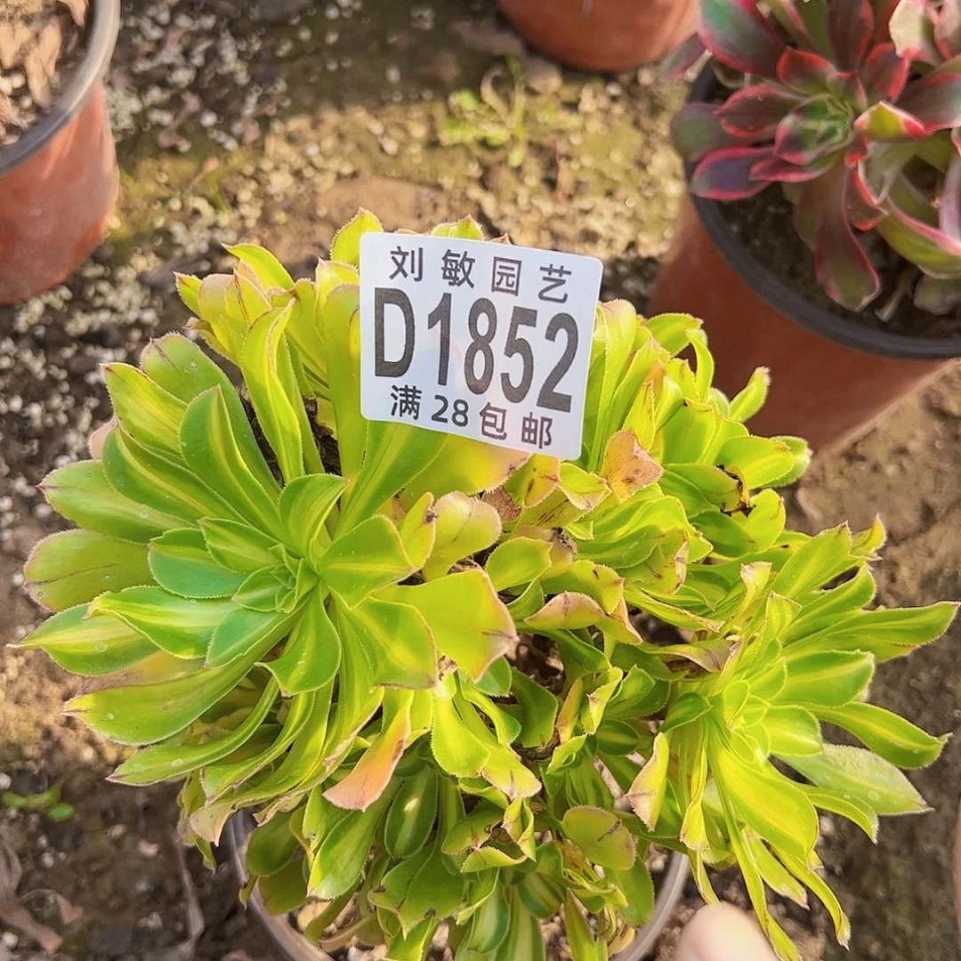 霓裳多肉植物法师1852