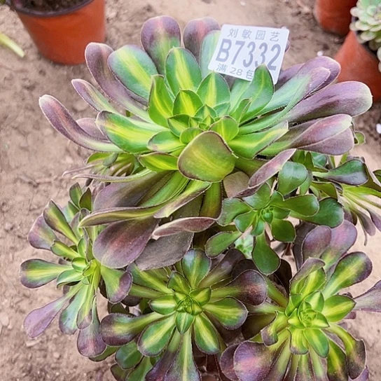 7332多肉植物爱马仕中班多肉植物