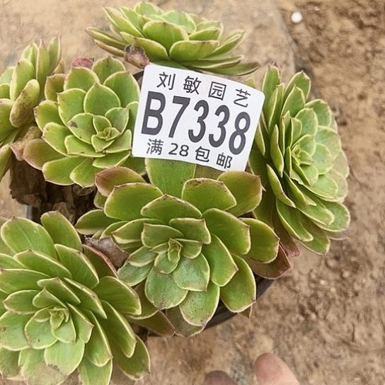 莲花座多肉植物法师7338