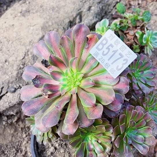 铜壶中班多肉植物法师5173