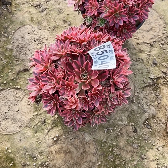 简**心5040风黄锦多肉植物法师