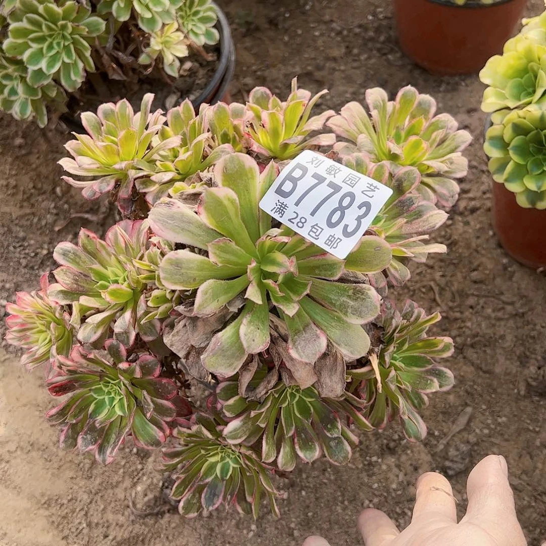 天和多肉植物法师多肉植物7783