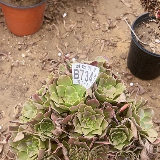 7341多肉植物法师多肉植物