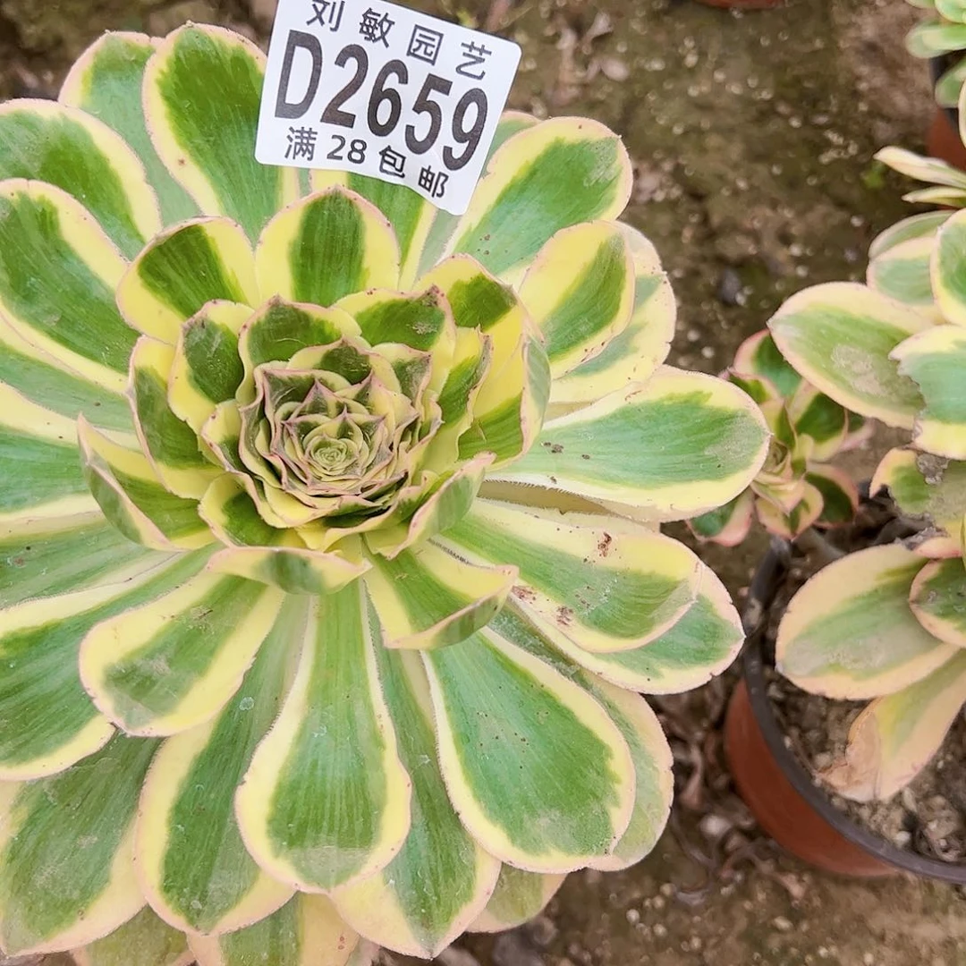 2659燕姿锦多肉植物法师