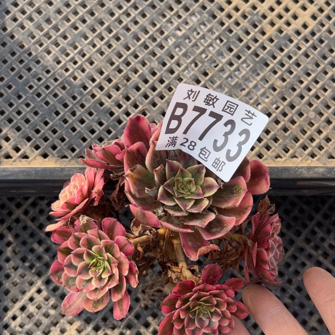 7733白月光多肉植物法师