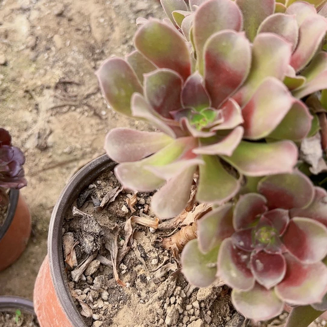 绍秀7彩多肉植物法师1391