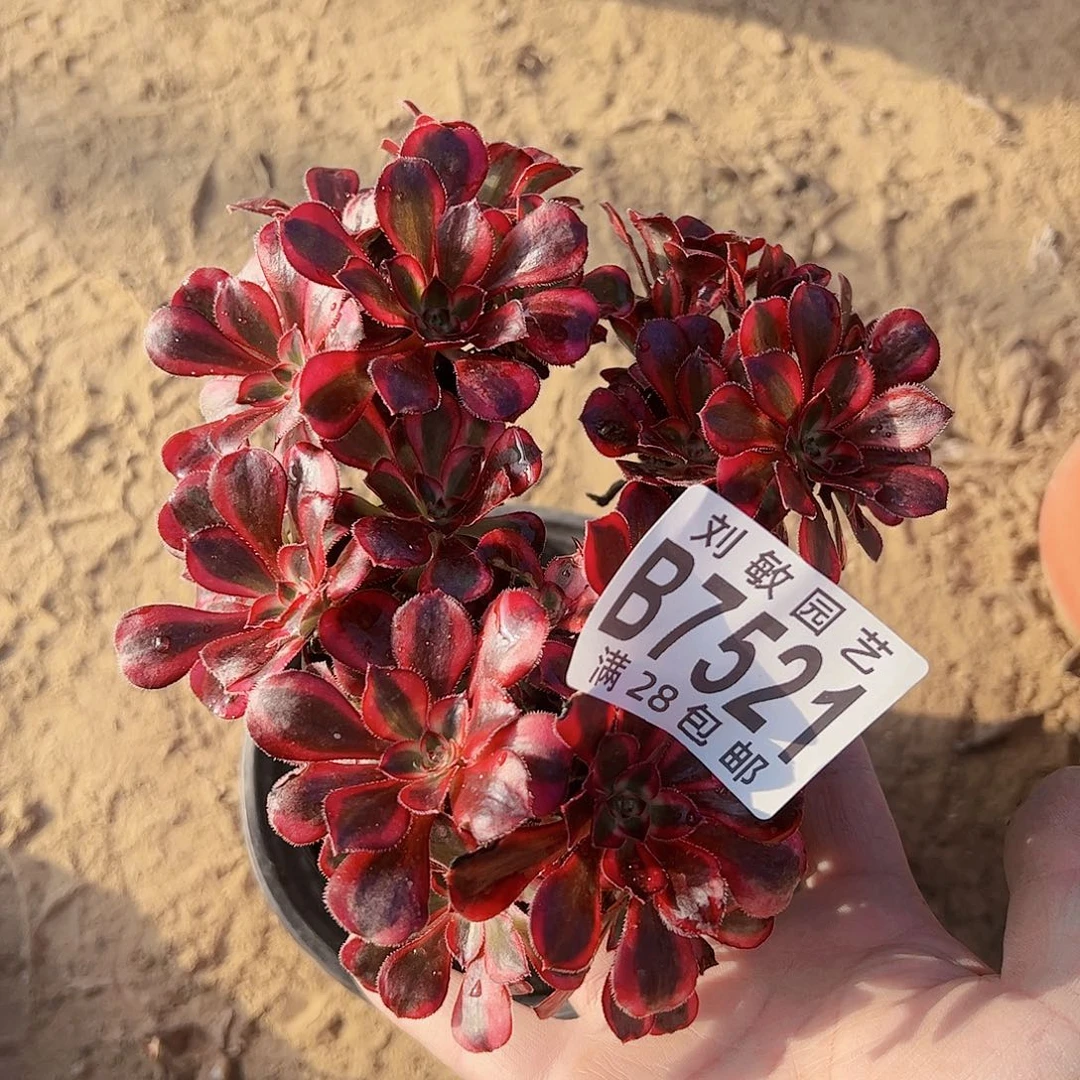 丽娜多肉植物法师7521