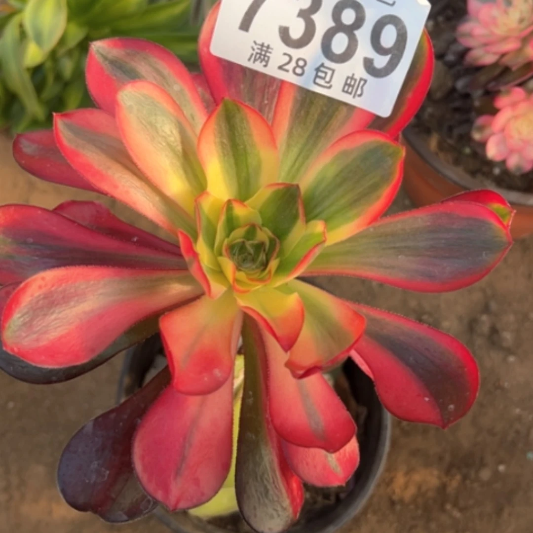 【闪购商品】7389多肉