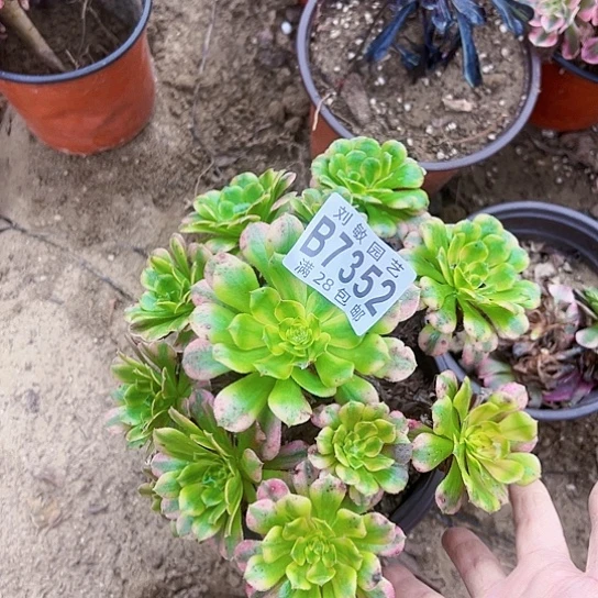 7352维纳斯多肉植物法师