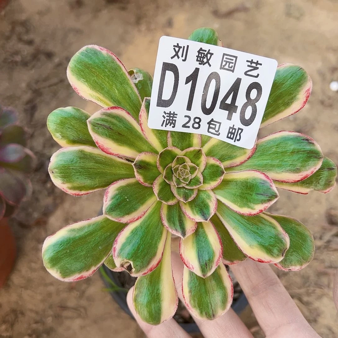 V锦锦多肉植物法师1048