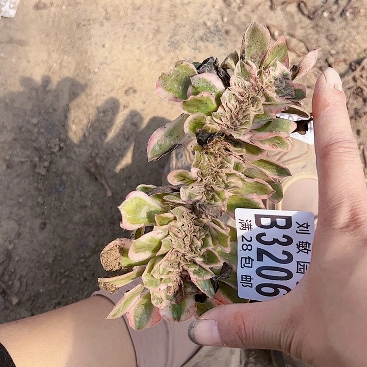 3206缀化没有根多肉