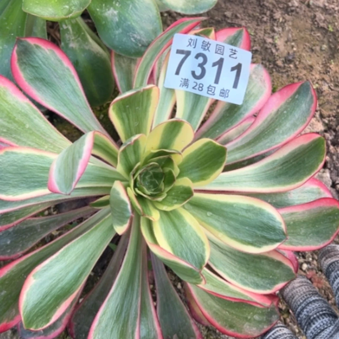 【闪购商品】倾**美7311多肉