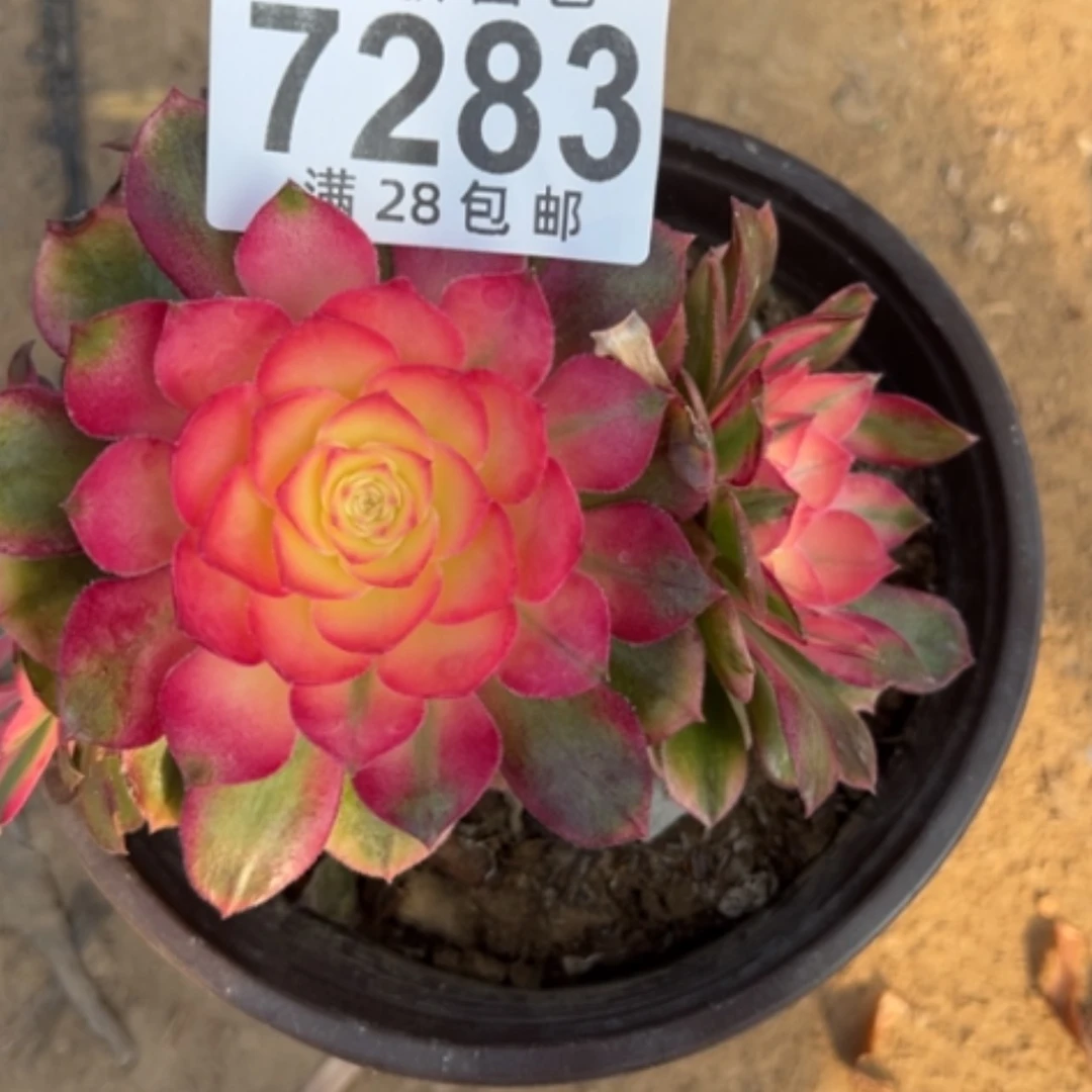 【闪购商品】7283荔枝