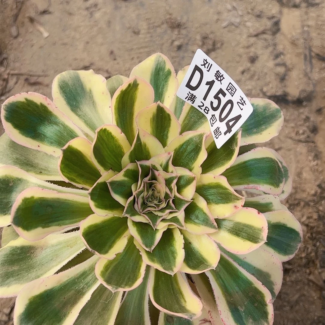 燕姿锦多肉植物法师1504