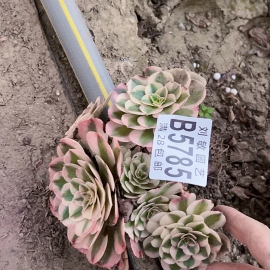 5785倾城多肉植物法师