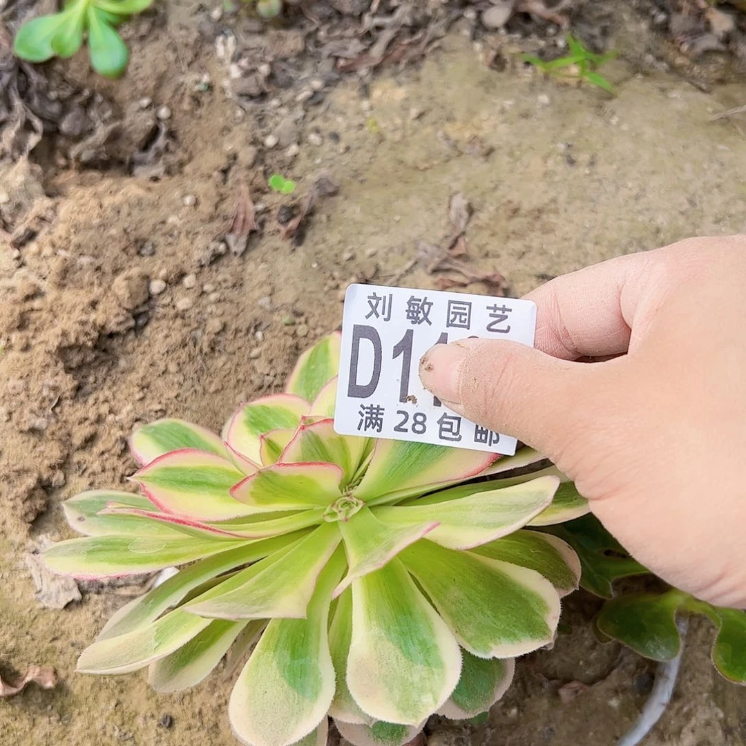 嫁接多肉植物法师1103