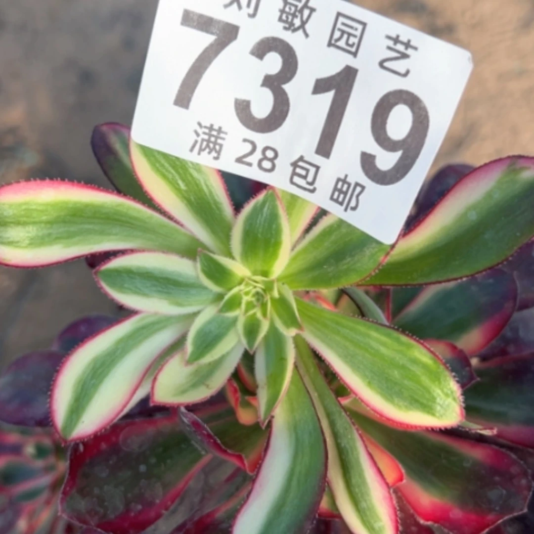 【闪购商品】诚****麻7319冰淇多肉