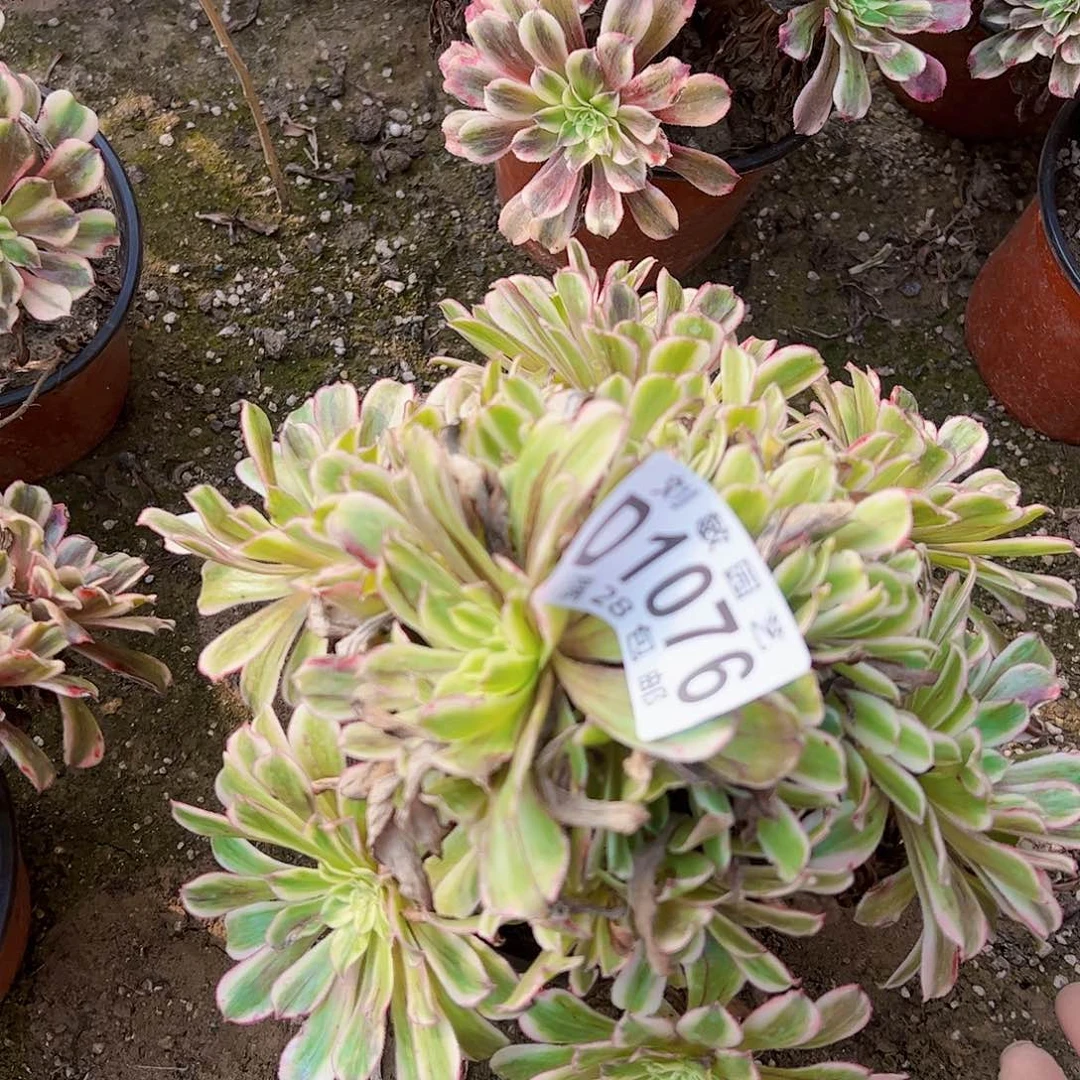 水才华多肉植物法师1076
