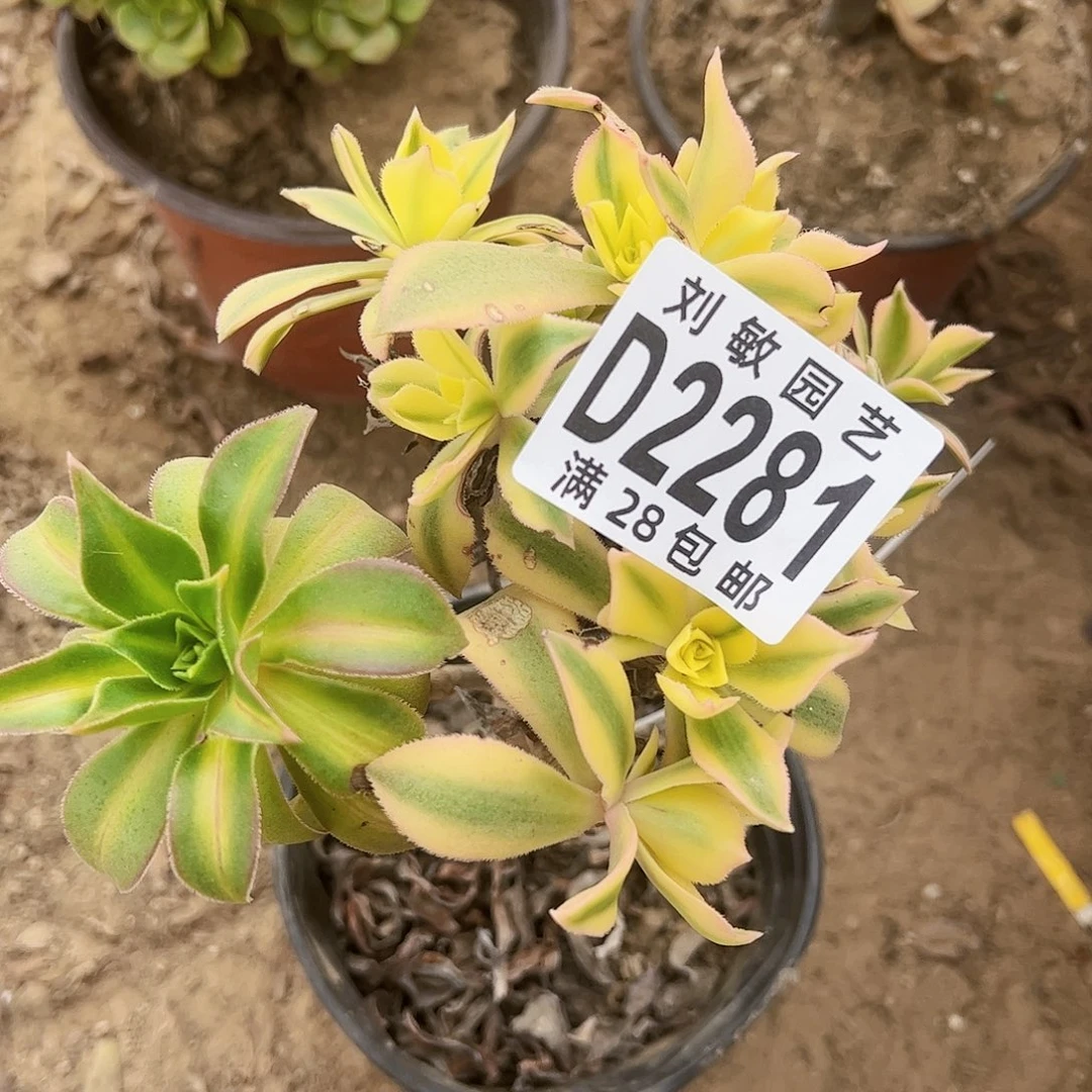 嫁接枫叶多肉植物法师2281