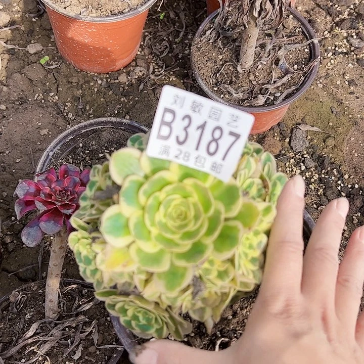 迈巴赫多肉植物法师3187