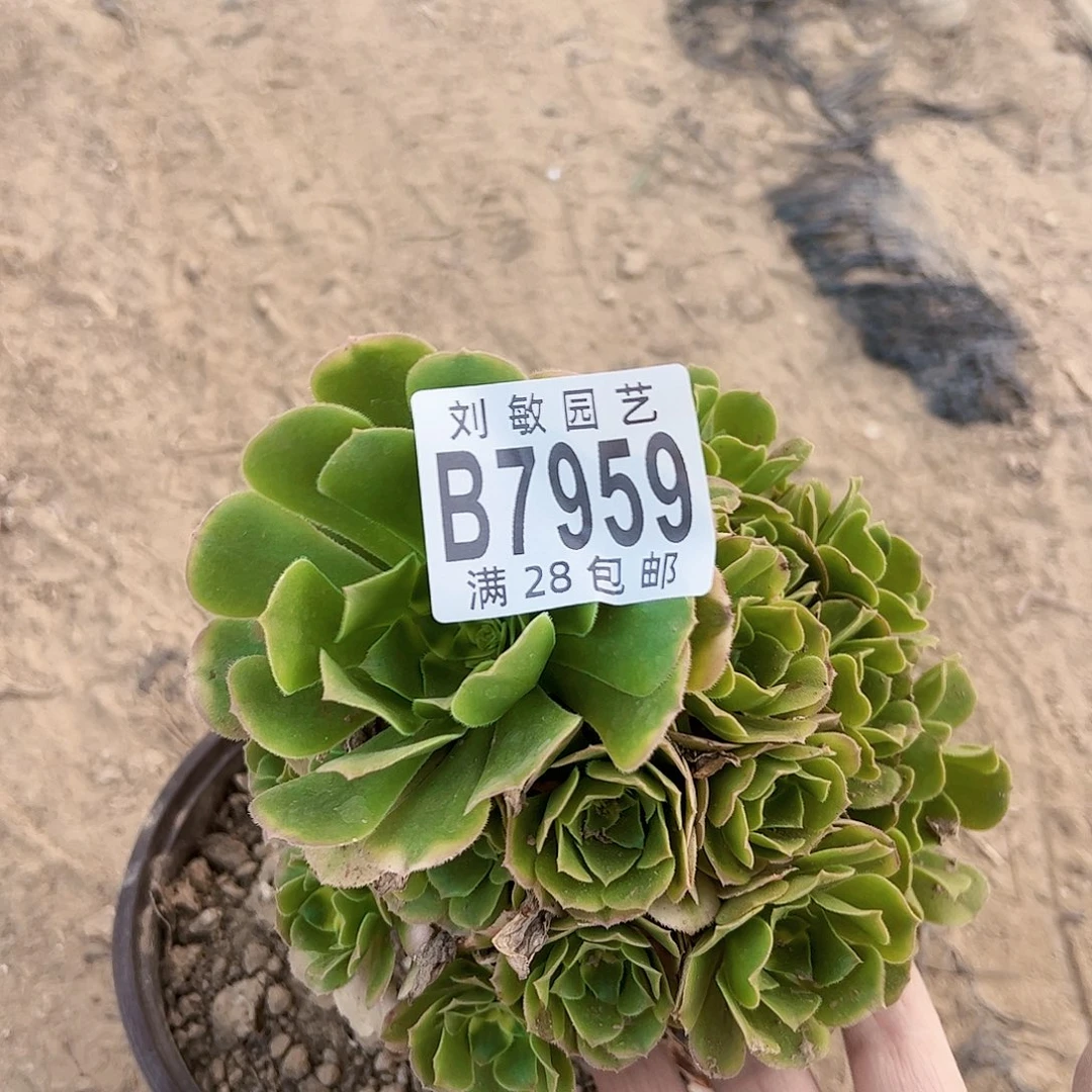 辛尼亚多肉植物法师7959