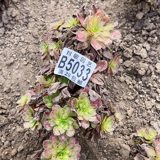 童颜多肉植物发5033