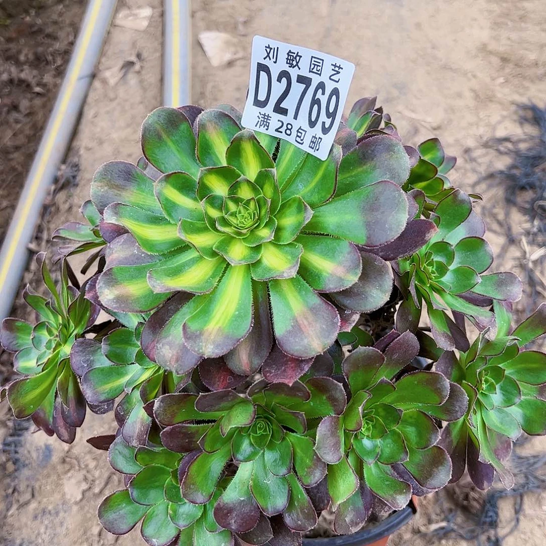爱马仕中斑多肉植物法师