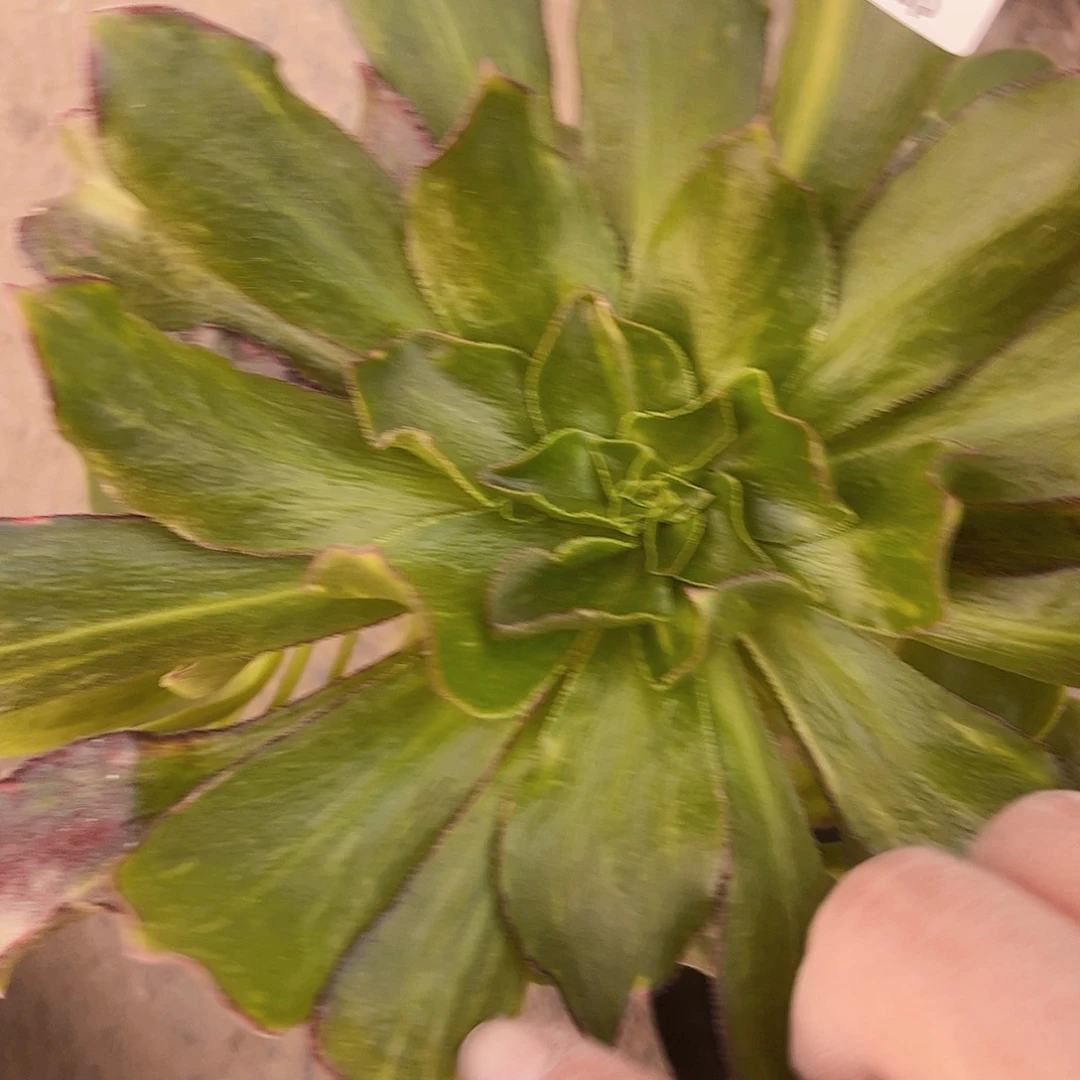 嫁接魅影中斑多肉植物法师2378