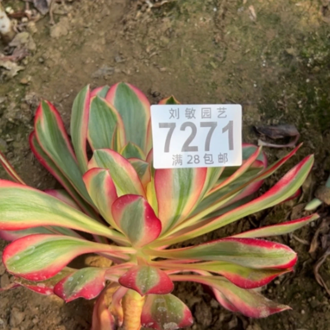 【闪购商品】7271红多肉