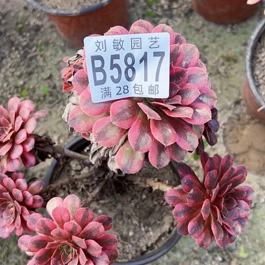 5817黑天鹅多肉植物法师