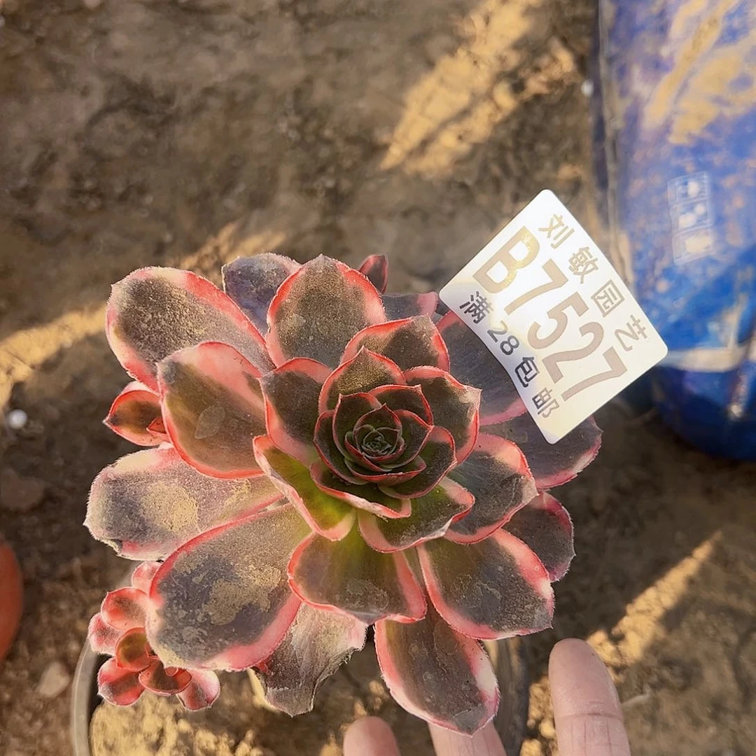 红魔女多肉植物法师7527