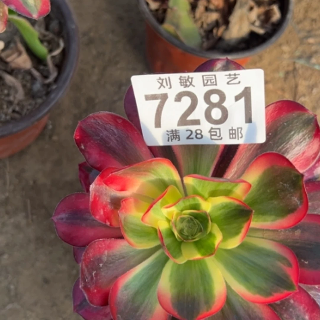 【闪购商品】7281红魔女