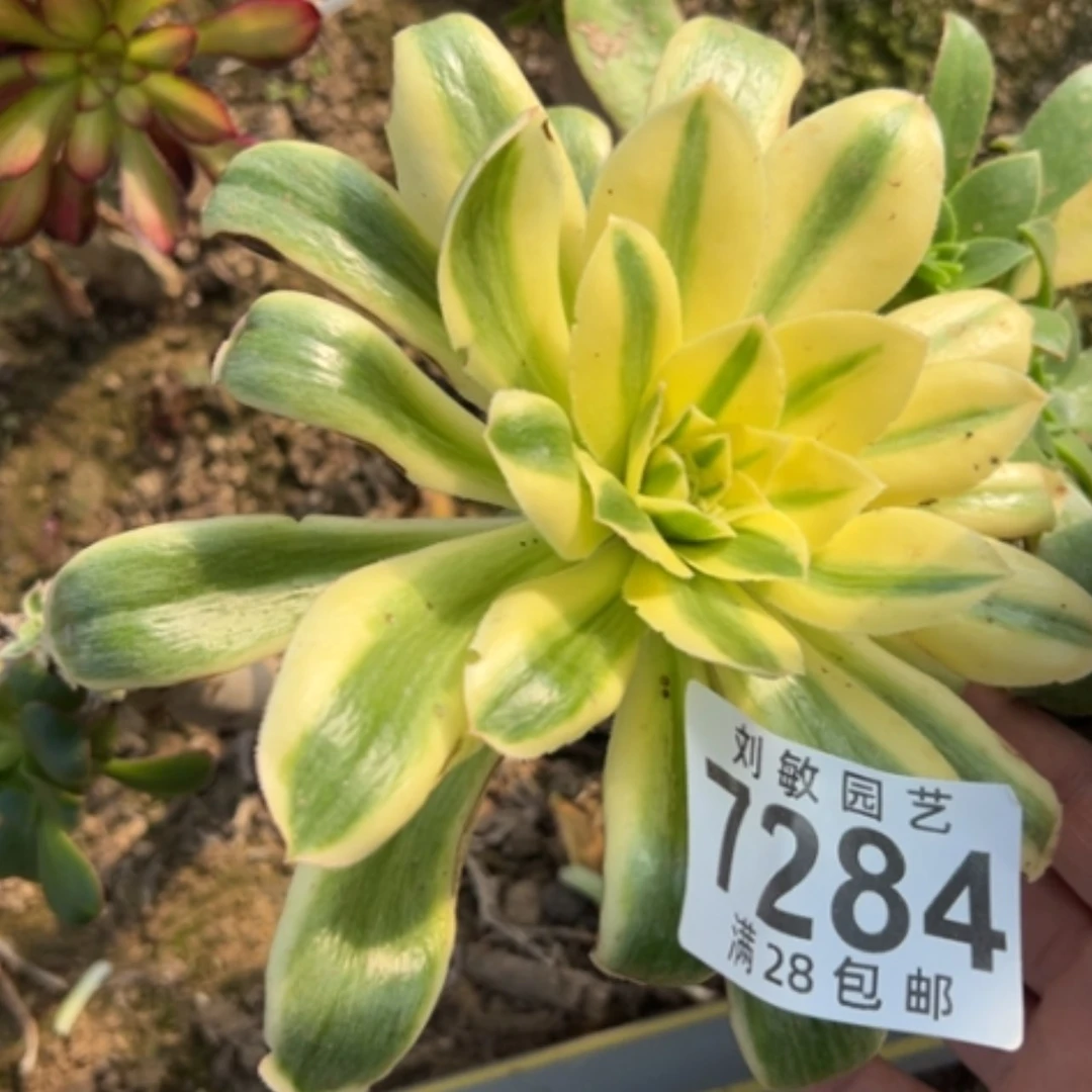 【闪购商品】7284绿魄