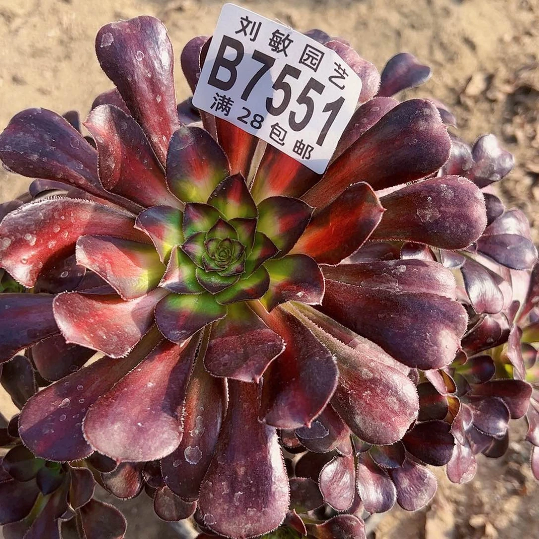 晚霞多肉植物法师7551