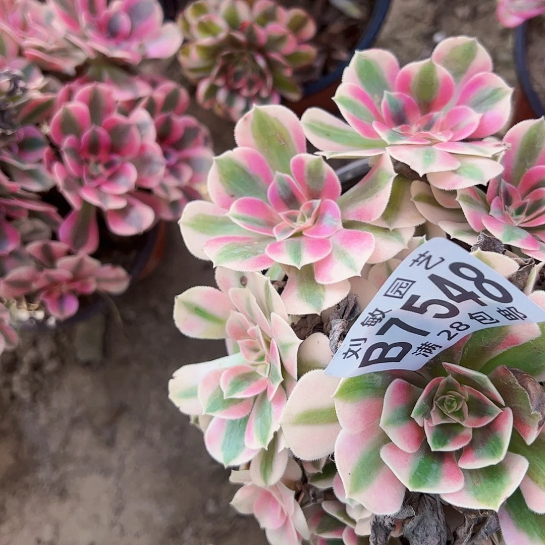 冉*7548粉女巫多肉植物法师，我