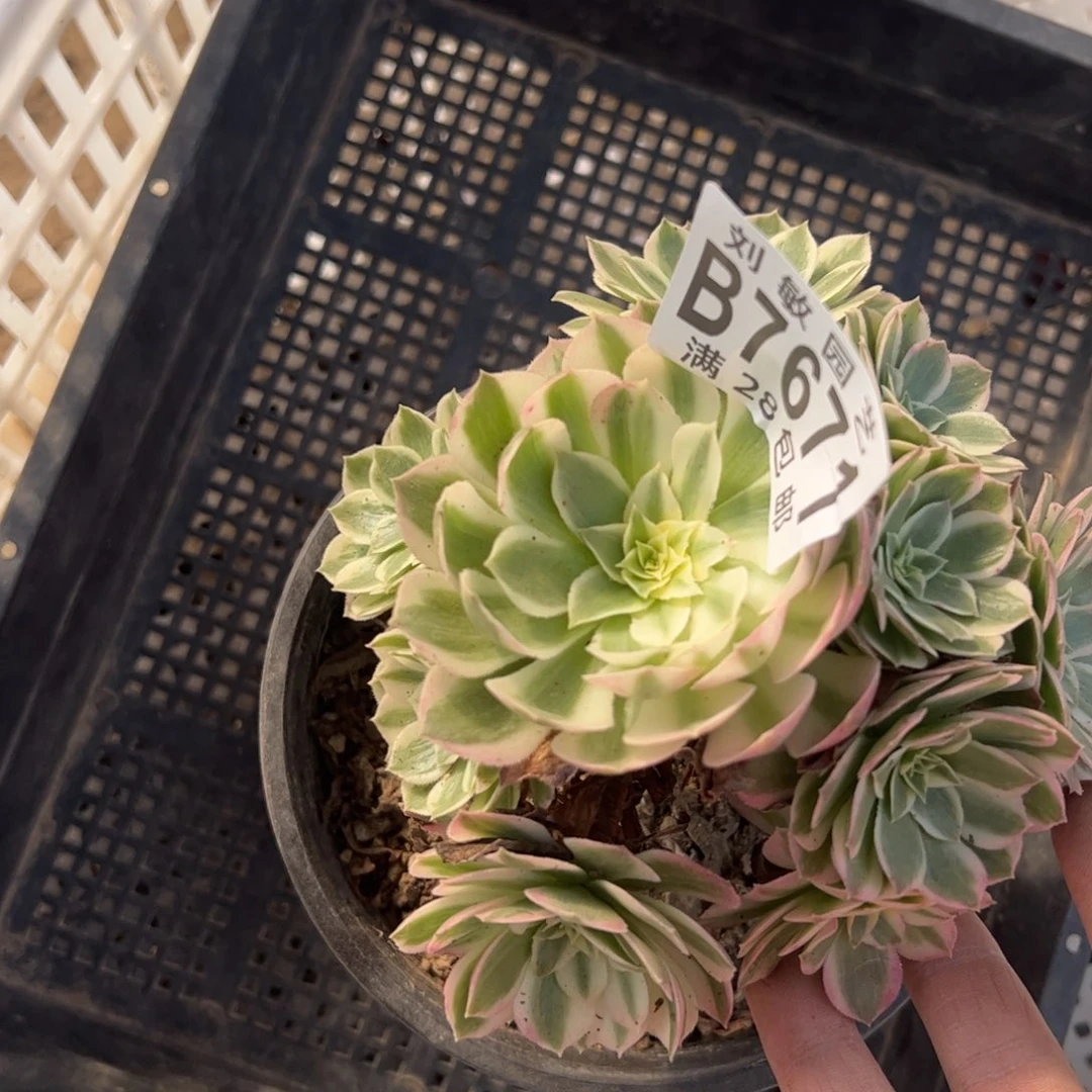 海王多肉植物法师7671