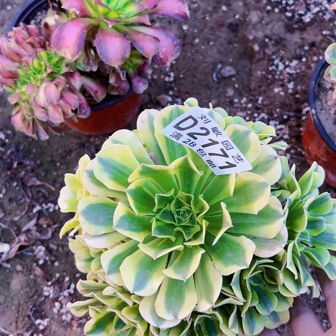 绿豆沙了多肉植物法师2171