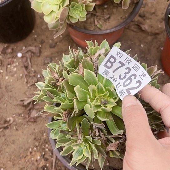 7362光辉多肉植物法师