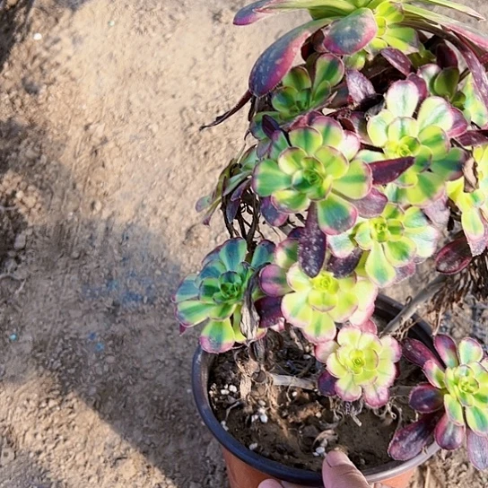 冰淇淋锦粉多肉植物法师5133