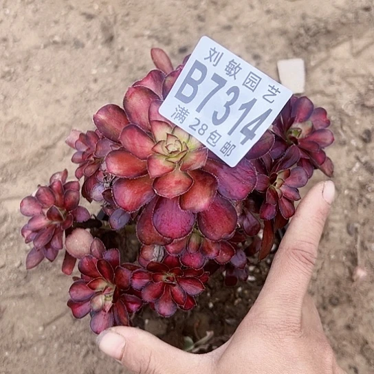 魅力多肉植物法师7314