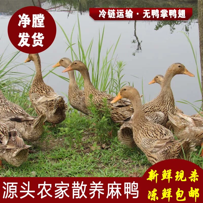 农家散养士鸭麻鸭 不带鸭掌鸭翅 净瞠发货单只约2斤 3只装