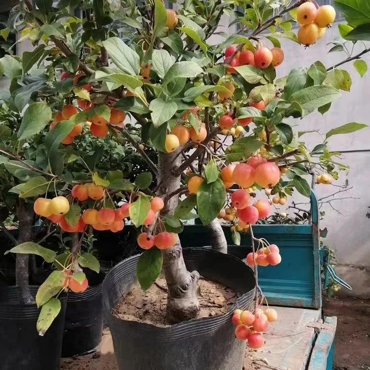 冬红果海棠盆冬红果海棠盆