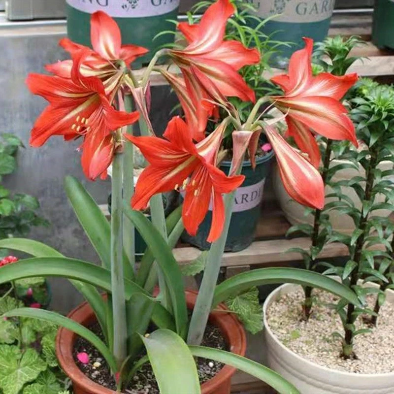 国产朱顶红种球土朱多年生单瓣盆栽带花卉室内外阳台庭院植物进口