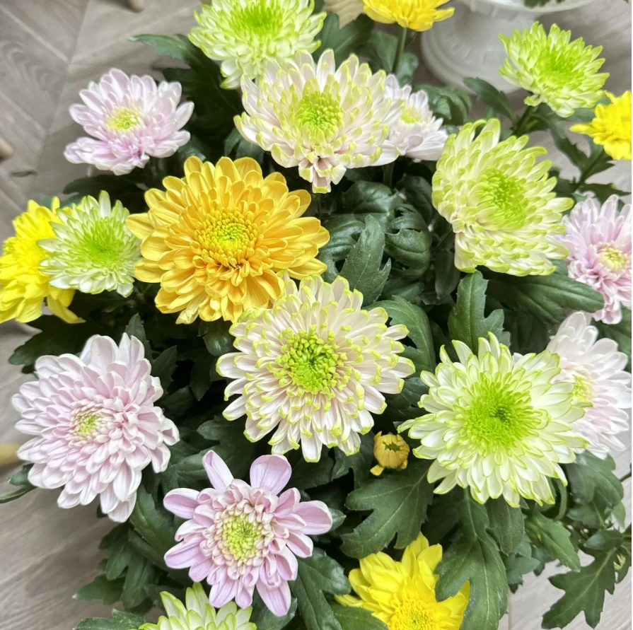 彩色【图拉】-【天赞】盆栽四季开带花苞发阳台庭院好养绿植观花