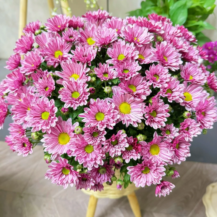 [流星雨]盆栽四季开带花苞发阳台庭院好养绿植观花