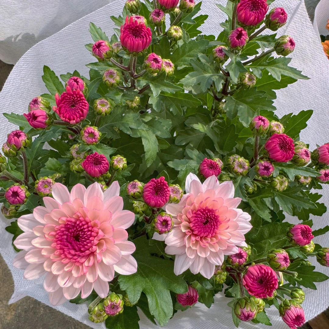 【重瓣草莓心】盆栽四季开带花苞发阳台庭院好养绿植观花