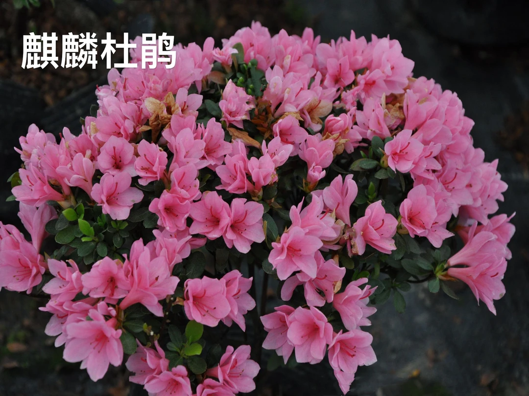 【麒麟】樱花国皋月杜鹃