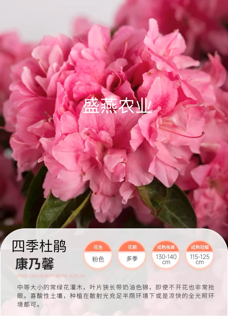 【大康乃馨】漂亮国四季品种杜鹃高45cm左右冠幅45cm左右直播专属