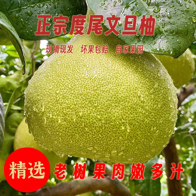 【5斤精品果】福建仙游正宗度尾文旦柚新鲜当季现摘红心柚老树包邮